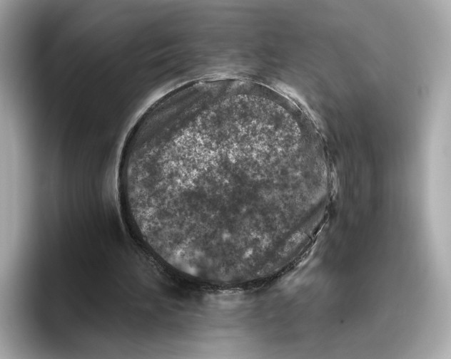 X0000096450196200802141519