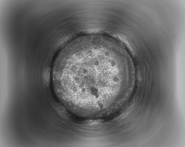 X0000096450495200802141515