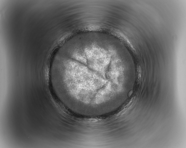 X0000096450542200802141514