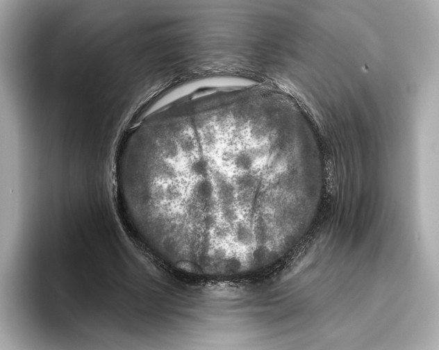 X0000096450634200802141513