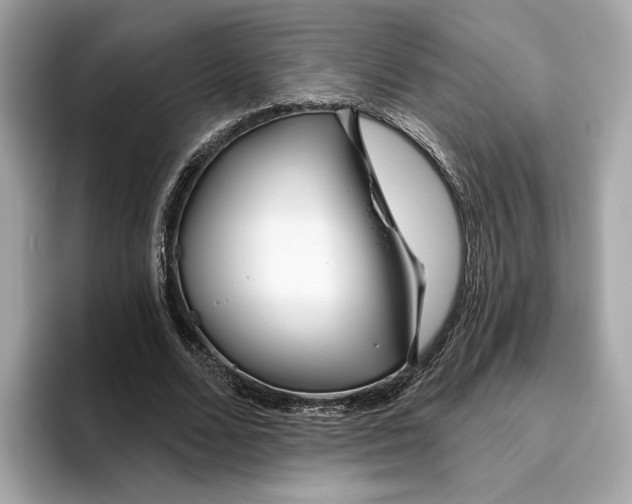 X0000096450680200802141512