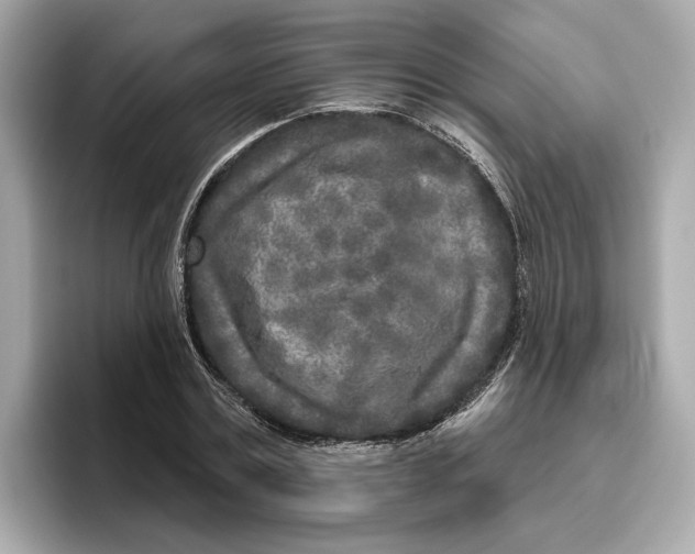 X0000096450779200802141511