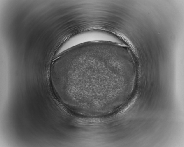 X0000096450785200802141511