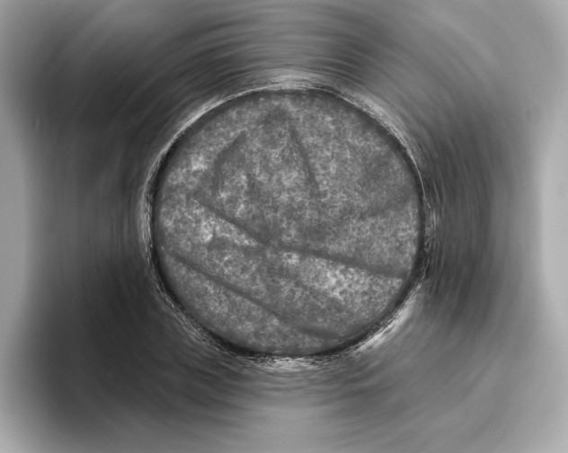 X0000096450835200802141510