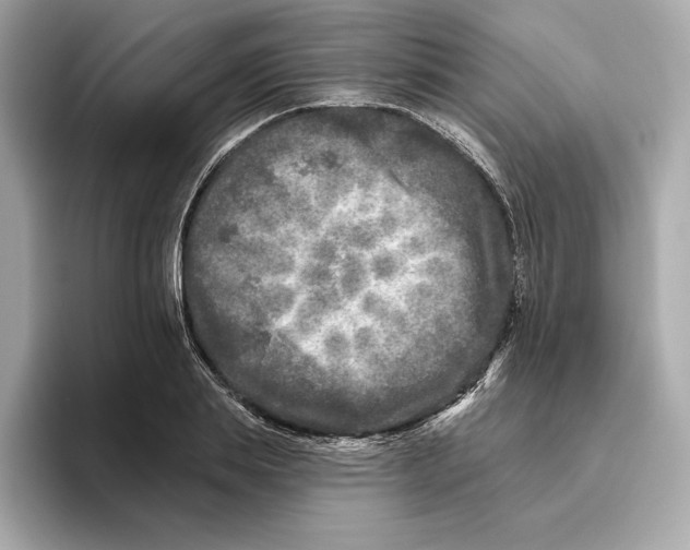 X0000096450839200802141510