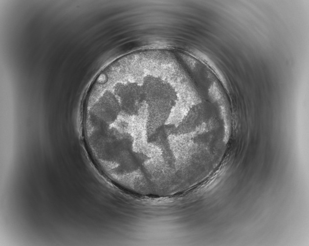 X0000096450851200802141511