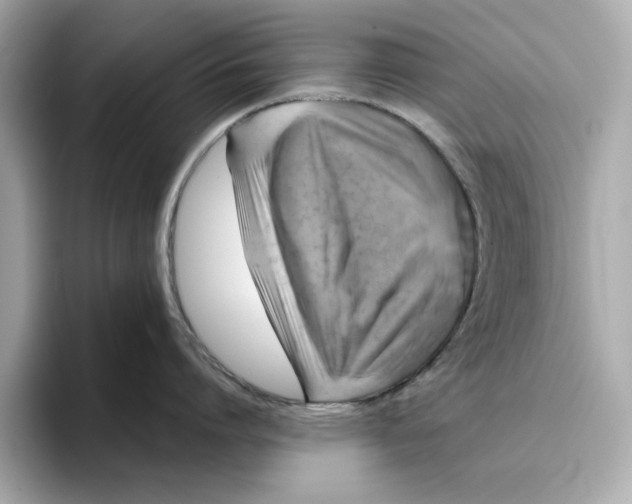 X0000096450864200802141511