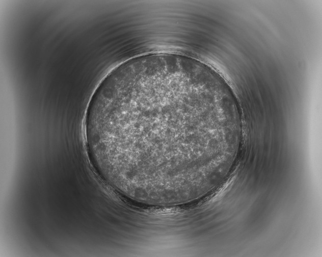 X0000096450891200802141510