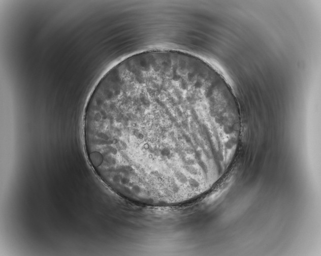 X0000096450903200802141510