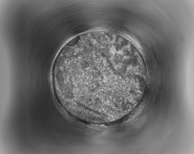 X0000096450907200802141510