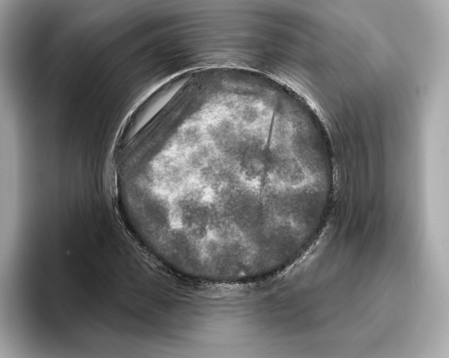 X0000096450925200802141509