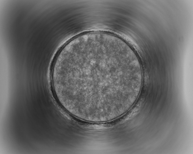 X0000096450990200802141508