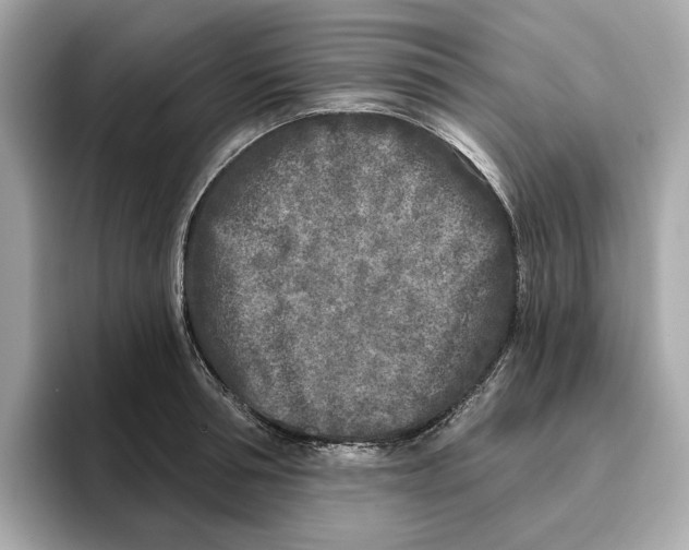 X0000096450994200802141508