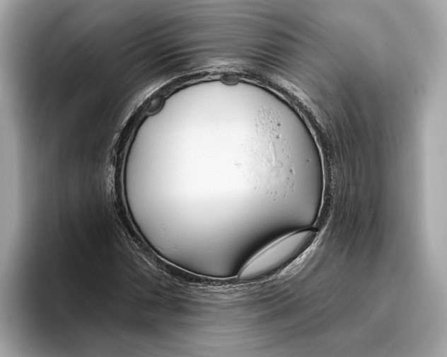 X0000096451066200802141507