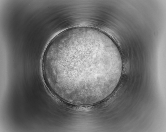 X0000096451086200802141507