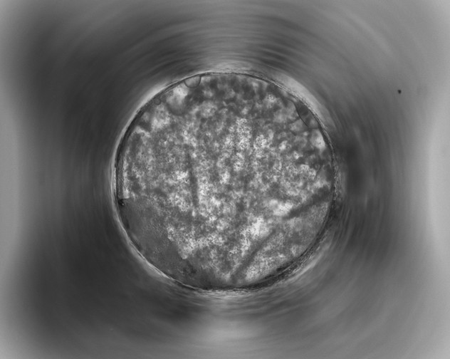 X0000096451095200802141507