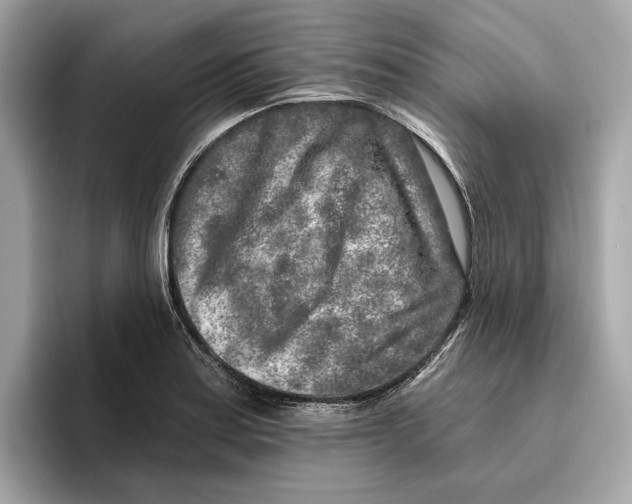 X0000096451179200802141506