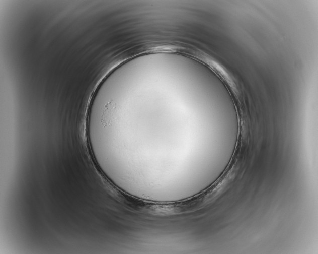 X0000096451194200802141506