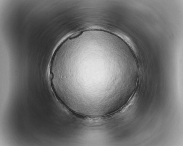 X0000096451198200802141506