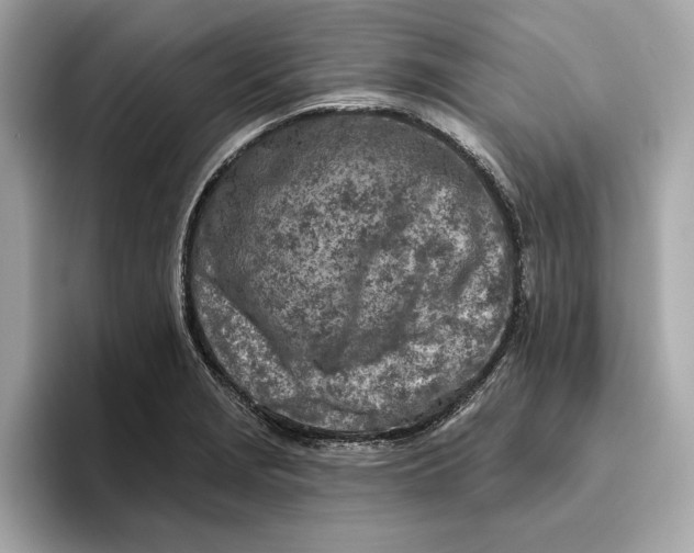 X0000096451229200802141505