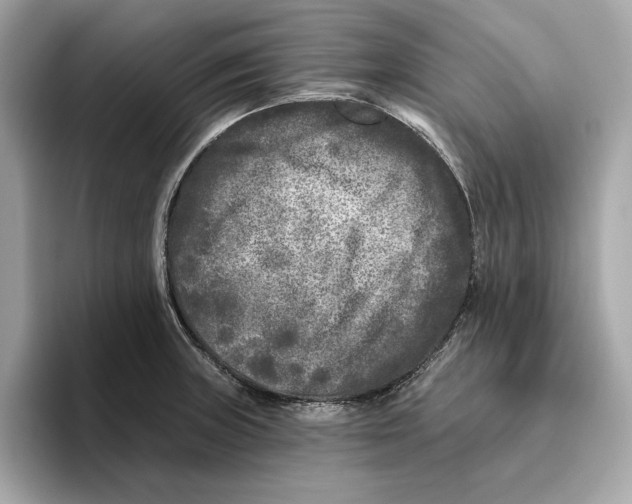 X0000096451235200802141506