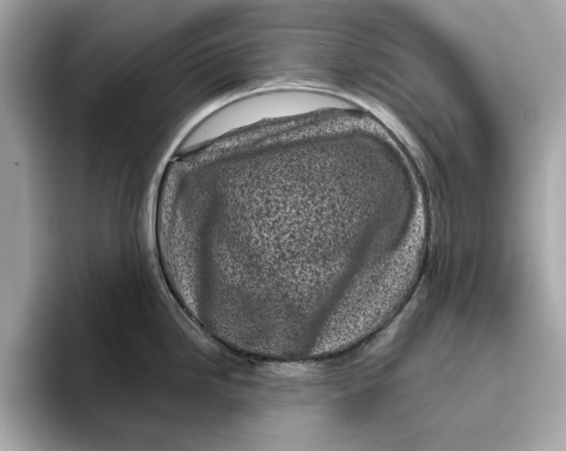 X0000096451246200802141506