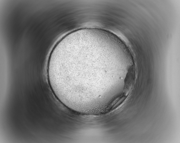 X0000096451248200802141506