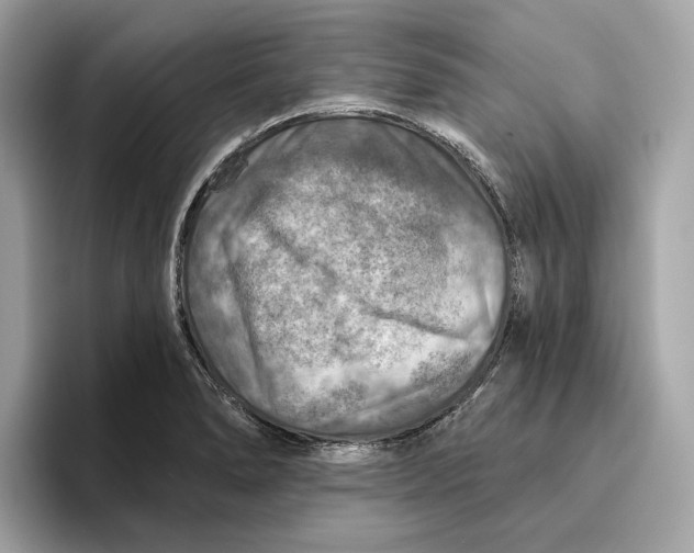 X0000096451278200802141505