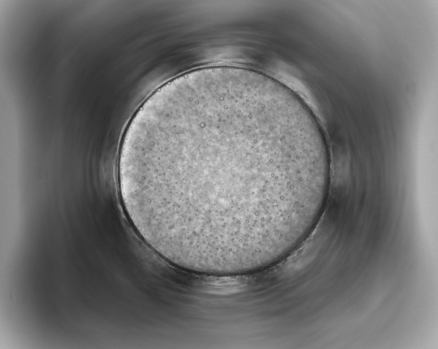 X0000096451338200802141504