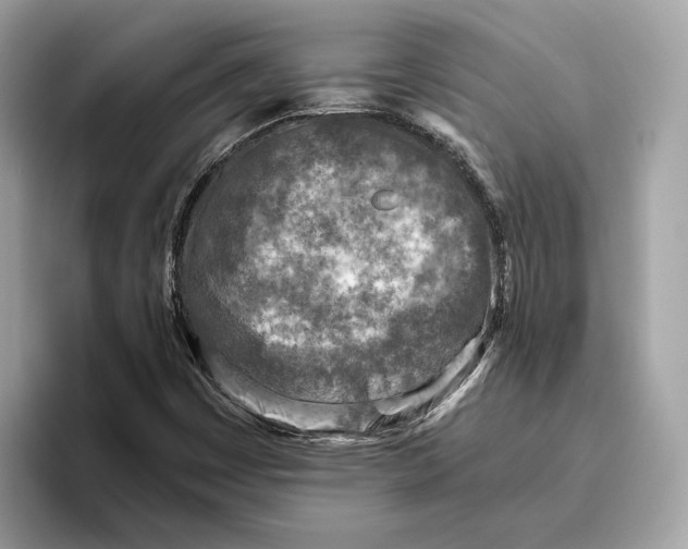 X0000096451449200802141502