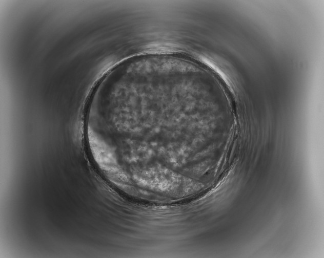 X0000096451459200802141502