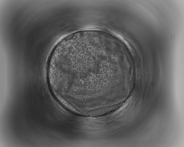 X0000096451463200802141502