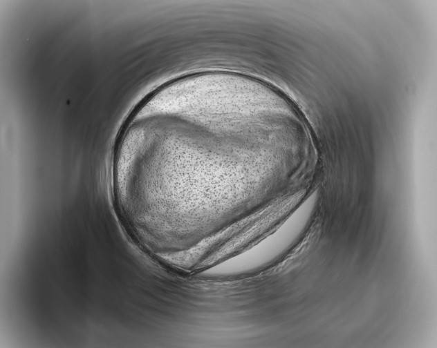 X0000096451515200802141502