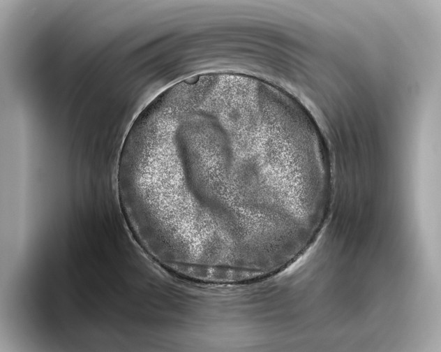 X0000096451529200802141502