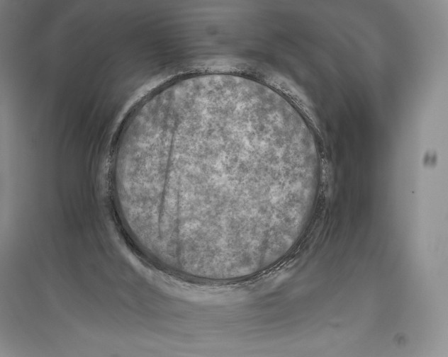 X0000096450012200802211245