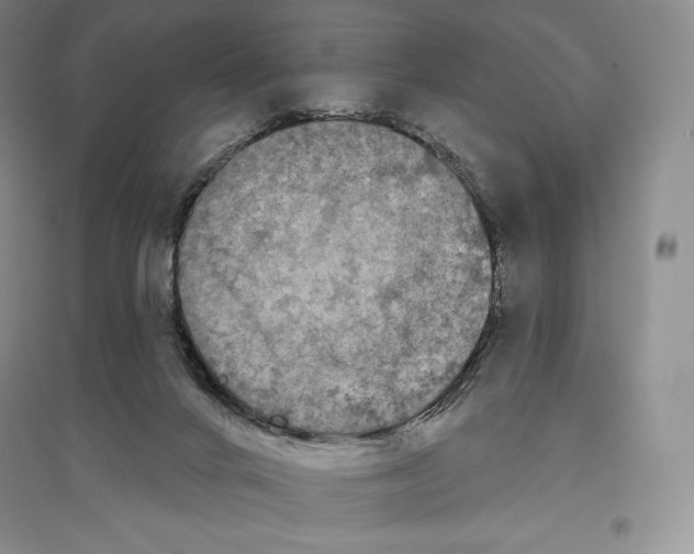 X0000096450024200802211244