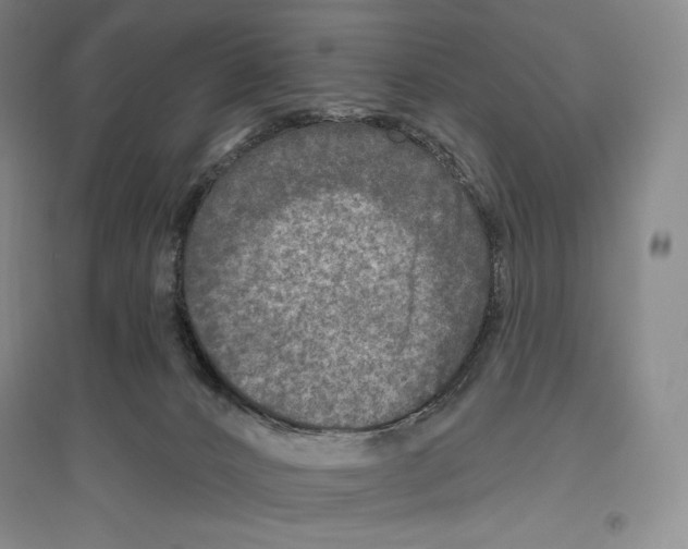 X0000096450032200802211244