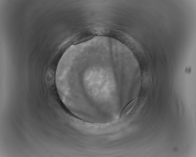 X0000096450043200802211244