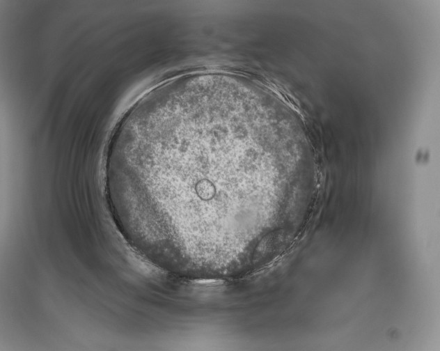 X0000096450053200802211243