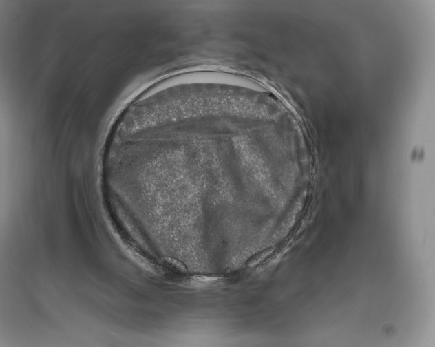 X0000096450055200802211243