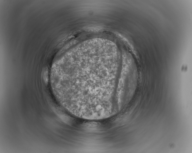 X0000096450069200802211244