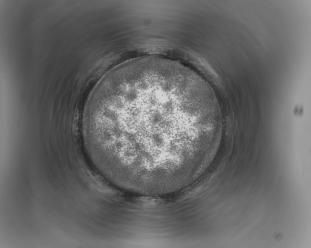 X0000096450073200802211244