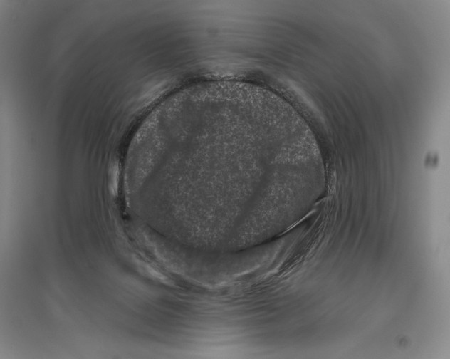 X0000096450076200802211244