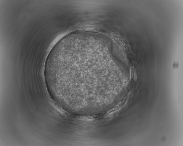 X0000096450147200802211242