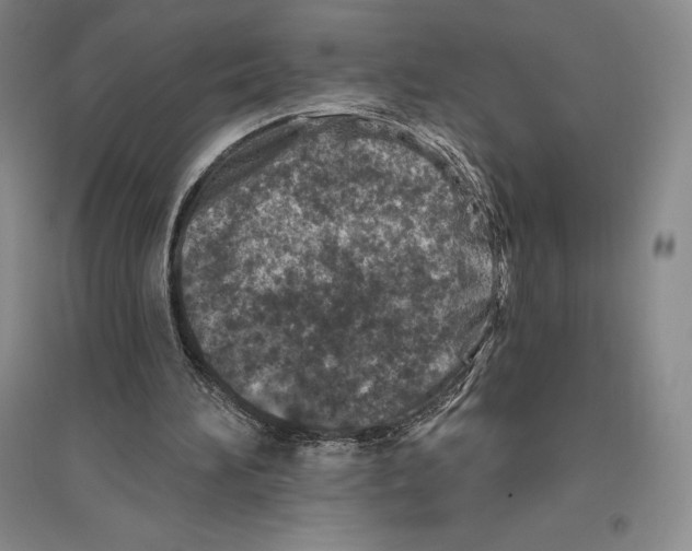 X0000096450196200802211242