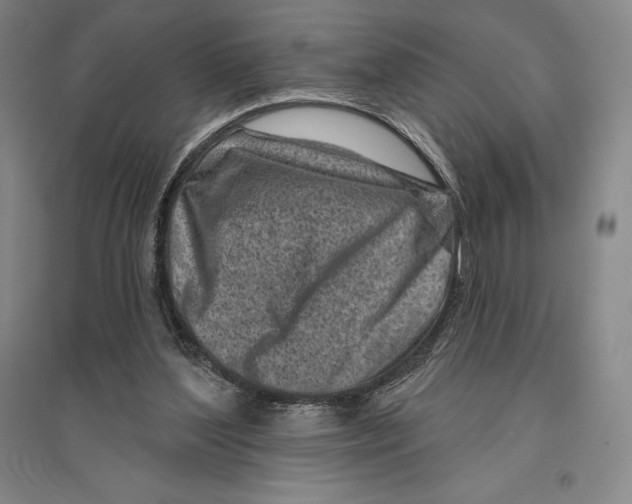 X0000096450204200802211242