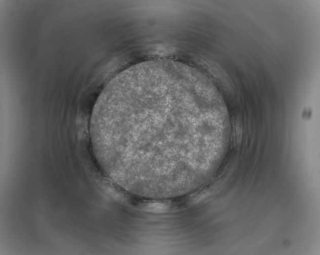 X0000096450236200802211241