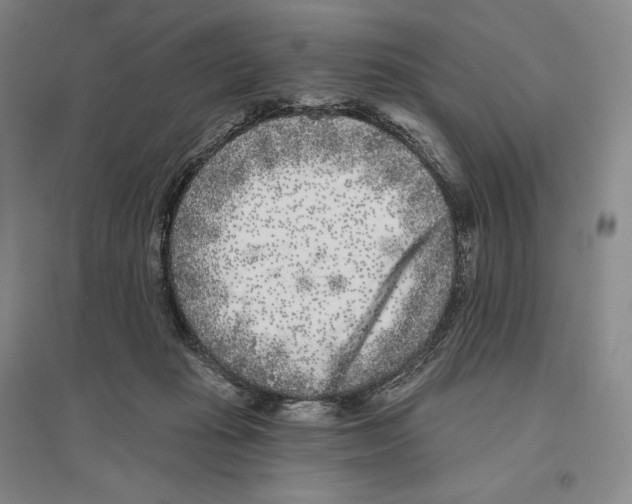 X0000096450269200802211241