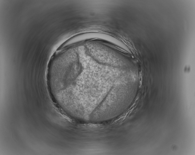 X0000096450292200802211240