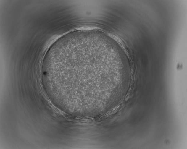 X0000096450337200802211239